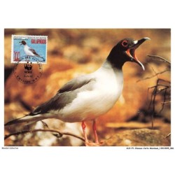 AUXP1-0034-OISEAUX-CARTE-MAXIMUM - SWALLOW-TAILED GULL