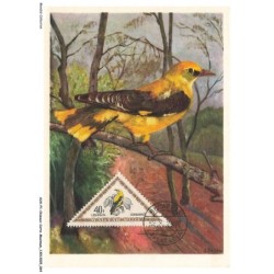 AUXP1-0033-OISEAUX-CARTE-MAXIMUM - ORIOLO - GOLDEN ORIOLE