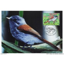 AUXP1-0051-OISEAUX-CARTE-MAXIMUM - TERPSIPHONE DE BOURBON