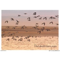 AQFP16-1084-OISEAU - vol huitriers pies