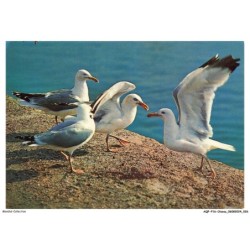 AQFP16-1092-OISEAU - goélands argentés