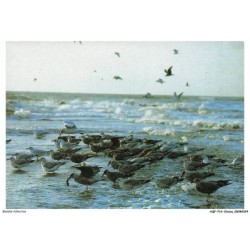 AQFP16-1079-OISEAU - au bord de la mer