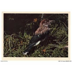 AQFP16-1081-OISEAU - corvidae - nucifraga caryocatactes