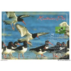 AQFP16-1086-OISEAU - huitrier-pie