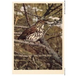 AQFP16-1098-OISEAU - turdidae - turdus ericetorum