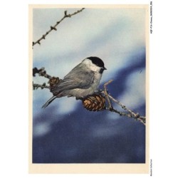 AQFP16-1082-OISEAU - paridae - parus atricapillus