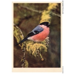 AQFP16-1096-OISEAU - fringillidae - pyrrhula pyrrhula
