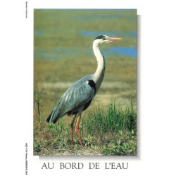 AQFP16-1093-OISEAU - au bord de l'eau - le héron
