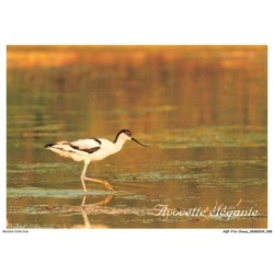 AQFP16-1083-OISEAU - avocette élégante