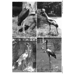 AQFP16-1095-OISEAU - bellengreville - marabout - grue couronnée - grue autigone - jabiru