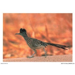 AQFP16-1087-OISEAU - roadrunners
