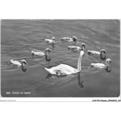 AJGP10-0899 - OISEAUX - FAMILLE DE CYGNES