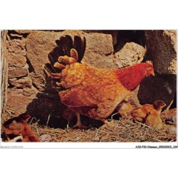 AJGP10-0910 - OISEAUX - POUSSINS ET POULE