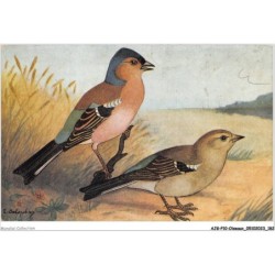AJGP10-0934 - OISEAUX - LE PINSON