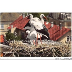 AJGP10-0919 - OISEAUX - NID DE CIGOGNES EN ALSACE