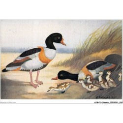 AJGP11-0961 - OISEAUX - LA TADORNE