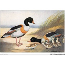 AJGP11-0949 - OISEAUX - LE TADORNE
