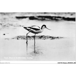 AJGP10-0886 - OISEAUX - TEXEL - KLUUT IN KARAKTERISTIEKE HOUDING