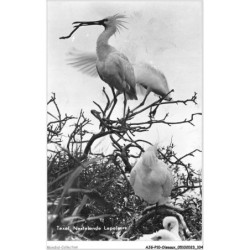 AJGP10-0895 - OISEAUX - TEXEL - NESTELENDE LEPELAARS