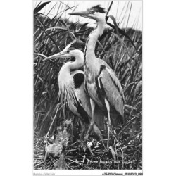 AJGP10-0892 - OISEAUX - TEXEL - BLAUWE - REIGERS MET JONGEN