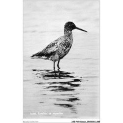 AJGP10-0887 - OISEAUX - TEXEL - TURELUUR OP EXPEDITIE
