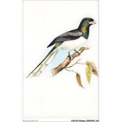 AJGP10-0924 - OISEAUX - TROGON GIGAS