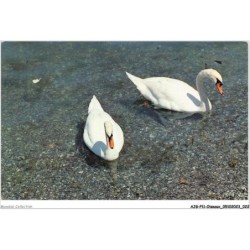 AJGP11-0956 - OISEAUX - COUPLES DE CYGNES SUR LE LAC
