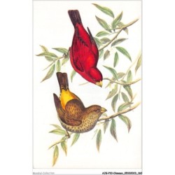 AJGP10-0923 - OISEAUX - HAEMATOSPIZA SIPAHI