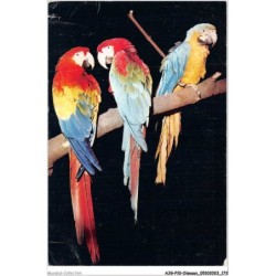 AJGP10-0929 - OISEAUX - PEROQUET