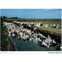AJGP11-1012 - OISEAUX - ELEVAGE DE CANARDS DANS LE PAYS DE MONTS