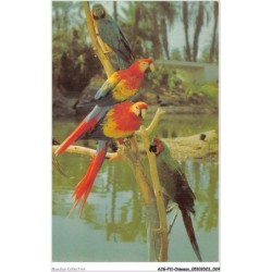 AJGP11-0957 - OISEAUX - MACAWS