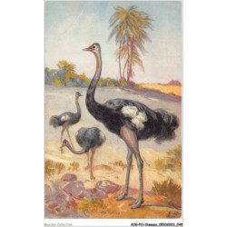 AJGP11-0969 - OISEAUX - AUTRUCHE