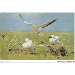 AJGP11-0965 - OISEAUX - FOUS DE TROMELIN