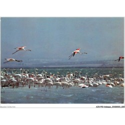 AJXP10-0984 - ANIMAUX - Flamants roses dans les marais