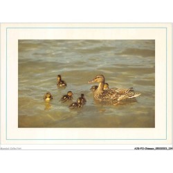 AJGP11-1011 - OISEAUX - CANARDS