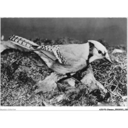 AJGP11-1013 - OISEAUX - GEAI BLEU