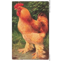 AVWP13-0731-ANIMAUX - Coq
