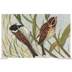 AVWP13-0728-ANIMAUX - Oiseau - Le bruant des roseaux