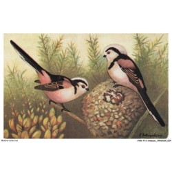 AVWP13-0726-ANIMAUX - Oiseaux