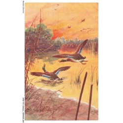 AVWP14-0813-ANIMAUX - Canards