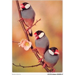 AJXP10-0974 - ANIMAUX - Oiseaux