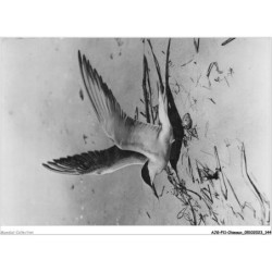 AJGP11-1016 - OISEAUX - HIRONDELLE DE MER