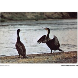 AJGP11-1021 - OISEAUX - CORMORANS