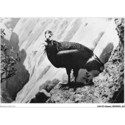 AJGP11-1026 - OISEAUX - CONDOR