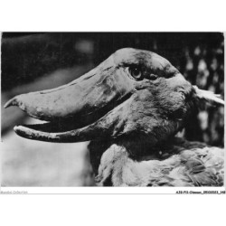 AJGP11-1018 - OISEAUX - CICOGNES A BEC COURT