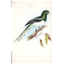 AOAP7-0523-ANIMAUX - trogon gigas