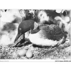 AJGP11-1027 - OISEAUX - PLONGEON IMBRIN