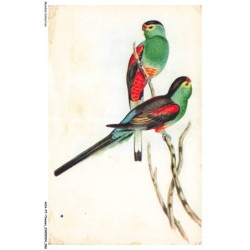 AOAP7-0525-ANIMAUX - psephotus pulcherrimus