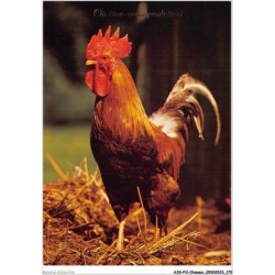 AJGP11-1029 - OISEAUX - COQ