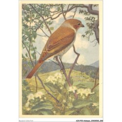 AJXP10-0992 - ANIMAUX - LA PIE-GRIECHE ECORCHEUR - Femelle